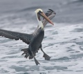 Brown Pelican